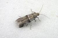 Ephestia welseriella
