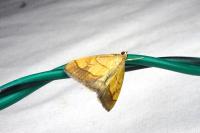 Evergestis limbata