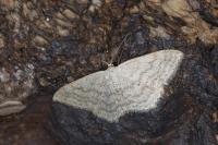 Scopula incanata