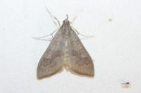 Mecyna asinalis