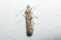 Phycitodes