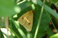 Diacrisia sannio