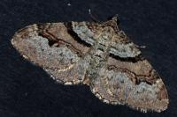 Pareulype berberata berberata