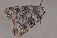 Bryophila domestica