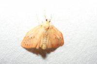 Miltochrista miniata
