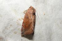 Cosmia pyralina