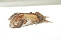 Notodonta ziczac
