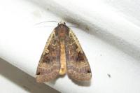 Noctua pronuba