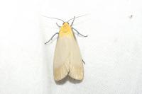 Lithosia quadra
