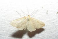Cabera exanthemata