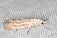 Mesocrambus pallidellus