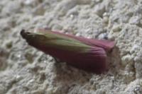 Oncocera semirubella