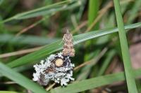 Nomophila noctuella