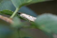 Agriphila geniculea