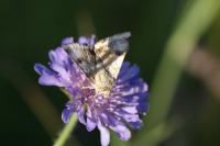 Heliothis viriplaca