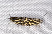 Emmelia trabealis