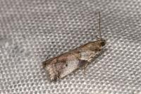 Acrobasis glaucella/fallouella