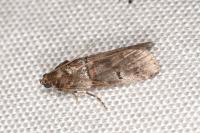 Acrobasis bithynella