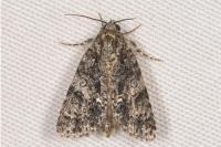 Acronicta rumicis