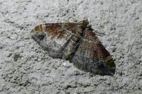 Xanthorhoe spadicearia/ferrugata
