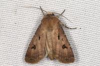 Agrotis exclamationis exclamationis