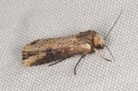 Axylia putris