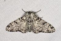 Biston betularia
