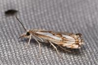 Catoptria falsella