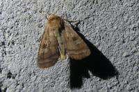 Diarsia rubi