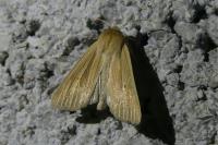 Mythimna pallens