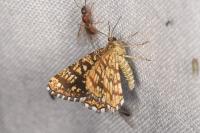 Chiasmia clathrata