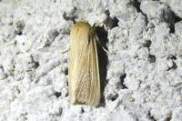 Mythimna pallens
