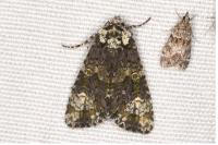 Craniophora ligustri