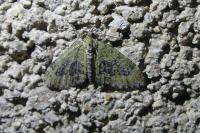 Acasis viretata