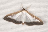 Cydalima perspectalis