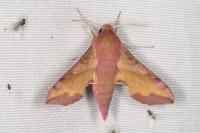 Deilephila porcellus