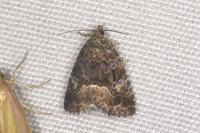 Deltote pygarga