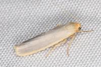 Manulea complana