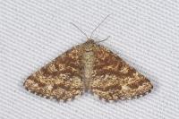 Ematurga atomaria