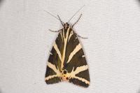 Euplagia quadripunctaria