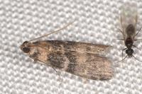Euzophera pinguis