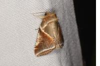 Habrosyne pyritoides