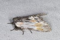 Harpyia milhauseri
