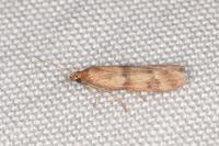 Homoeosoma sinuella