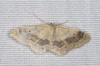 Idaea aversata