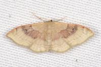 Idaea degeneraria