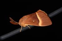 Lasiocampa quercus quercus