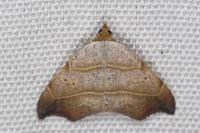 Laspeyria flexula