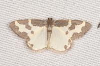 Lomaspilis marginata