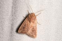 Mythimna albipuncta